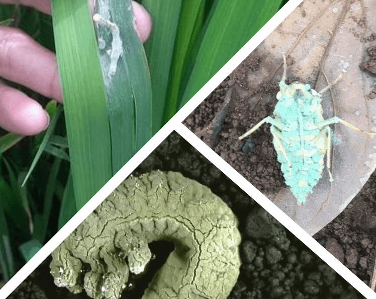 Phòng Trừ Rệp Sáp Và Côn Trùng Gây Hại: Nấm Xanh Metarhizium