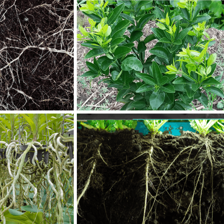 Siêu ra rễ - kéo đọt: Kích rễ mạnh, Bung chồi nhanh