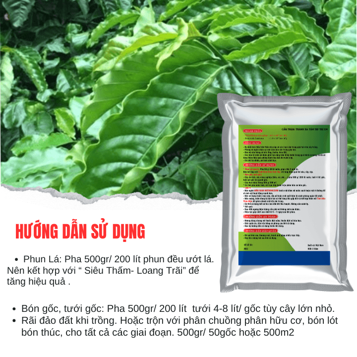 Phòng Trừ Rệp Sáp Và Côn Trùng Gây Hại: Nấm Xanh Metarhizium