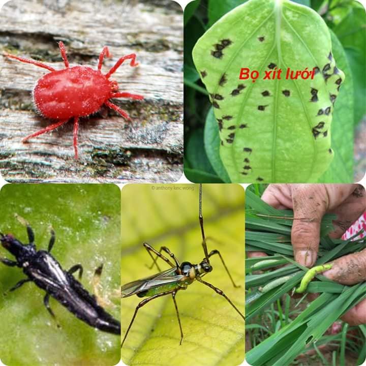 Thuốc trị ruồi đục trái và côn trùng cho cây: Tinh Dầu Dịch Tỏi Thuốc trị ruồi đục trái và côn trùng cho cây: Tinh Dầu Dịch Tỏi