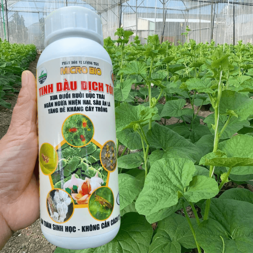 Thuốc trị ruồi đục trái và côn trùng cho cây: Tinh Dầu Dịch Tỏi Thuốc trị ruồi đục trái và côn trùng cho cây: Tinh Dầu Dịch Tỏi