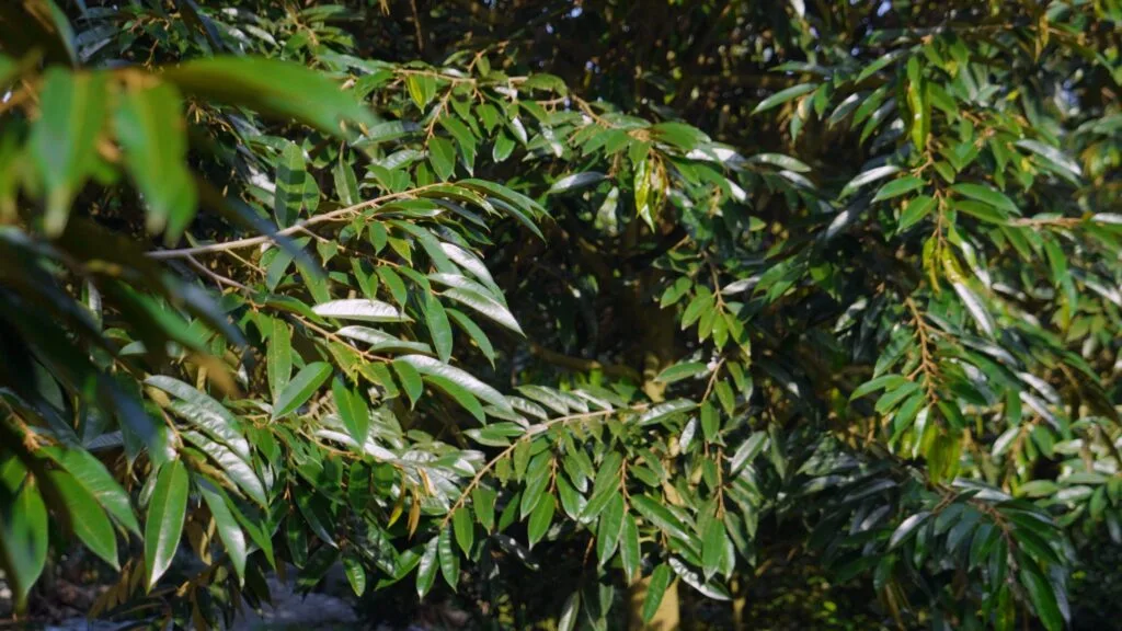 Humic Kích Rễ 360 - Fulvic - Amino - Vi Sinh Hạ Phèn