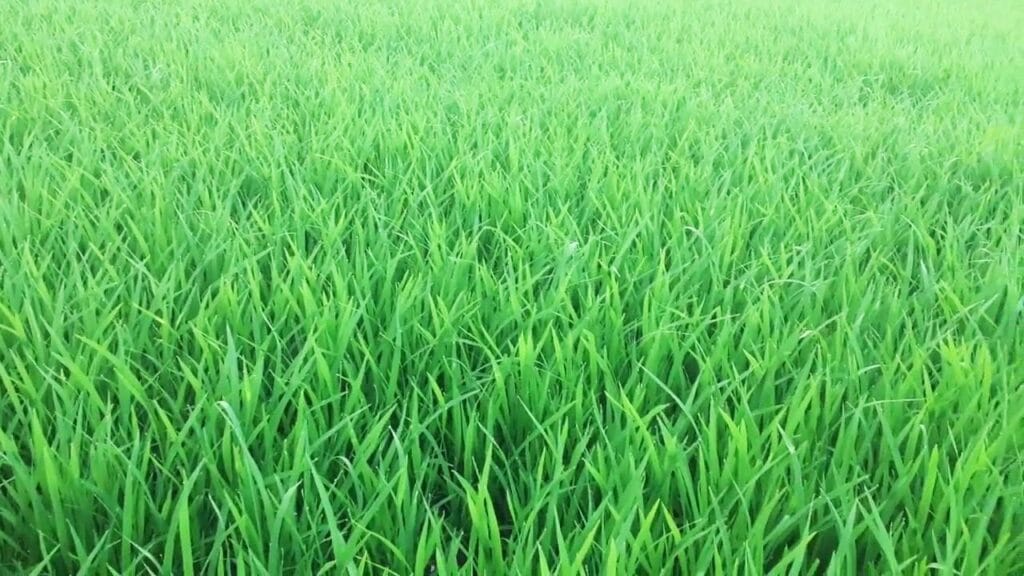 Humic Kích Rễ 360 - Fulvic - Amino - Vi Sinh Hạ Phèn