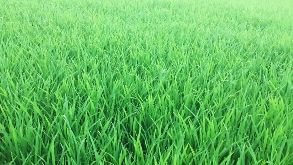 Humic Kích Rễ 360 - Fulvic - Amino - Vi Sinh Hạ Phèn
