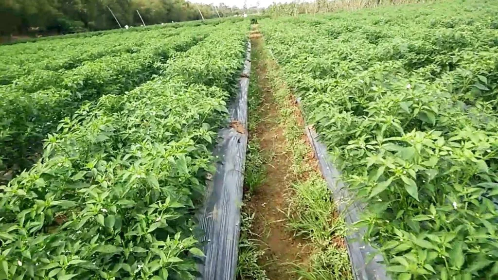 Humic Kích Rễ 360 - Fulvic - Amino - Vi Sinh Hạ Phèn