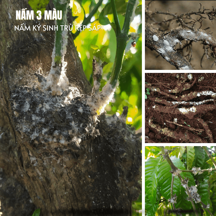 2Kg Nấm 3 Màu Ký Sinh Đặc Trị Rệp Sáp