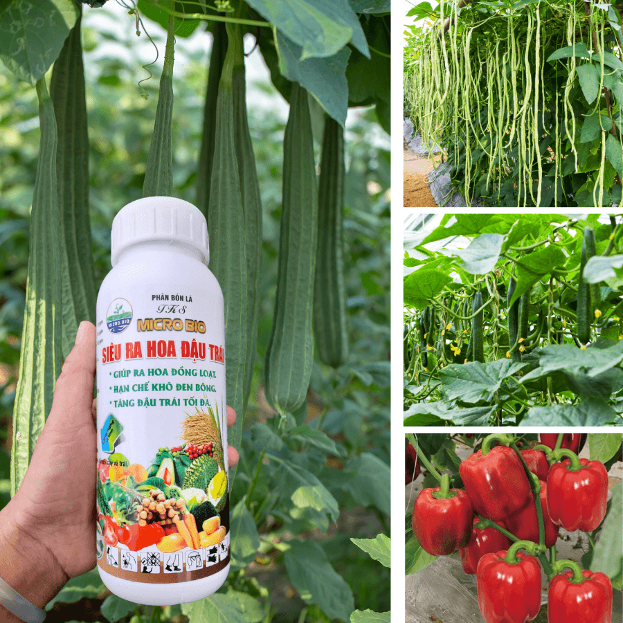 Phân Bón Lá Ra Hoa - Siêu Ra Hoa Đậu Trái Phân Bón Lá Ra Hoa - Siêu Ra Hoa Đậu Trái