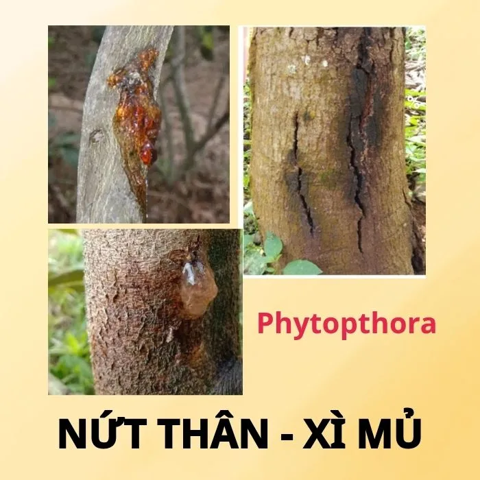 [2025] Thuốc Trị bệnh Nứt Thân, Xì Mủ trên cây Sầu Riêng
